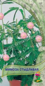Мимоза Стыдливая (ЦВ) (