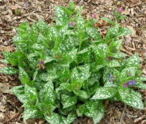 Медуница Маргери Фиш (Лавандовая ферма)