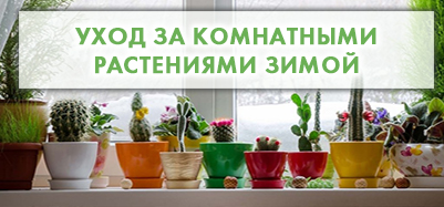Уход за комнатными растениями зимой: основные аспекты и советы