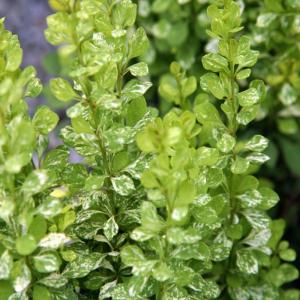 Барбарис Тунберга (Berberis thunbergii Powwow) C-4 Н50-70 