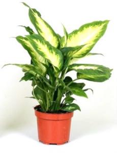 Диффенбахия Компакта, (D-12)