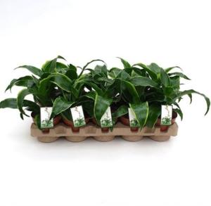 Драцена Дорадо С12 Н25