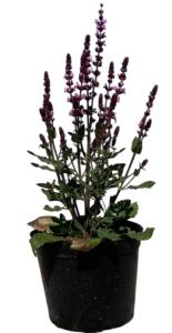 Шалфей дубравный New Dimension Rose, С3 (Питомник Малахит)