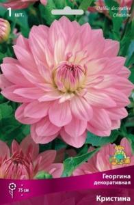 Георгина Кристина 1шт.