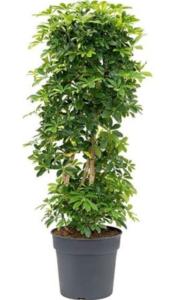 Шеффлера Голд Капелла 3 ст, наб. (D-21; H-80)