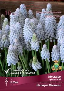 Мускари Армянский Валери Финнис 10шт (светло-голубой, 7/8, h20см)