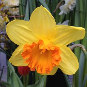 Нарцисс Крупнокорончатый Суада (жёлтый с оранжевой гофрированной коронкой, яркий, 5шт, 12-14)