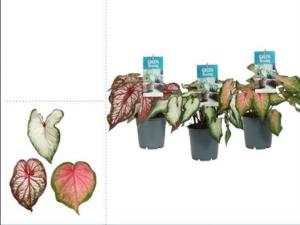 Каладиум Микс С12 Н25