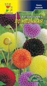 Георгина Помпонная смесь Цвет.сад. Георгина Помпонная смесь Цвет.сад.