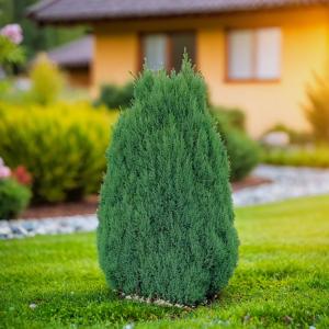 Можжевельник китайский Стрикта C 7,5 60-80 1