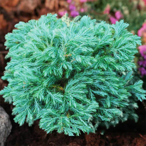 Кипарисовик горохоплодный Булевард С3 (ГРС)