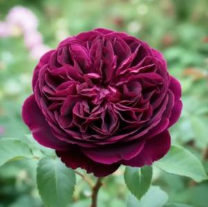 Роза английская Манстед Вуд v5 Lav