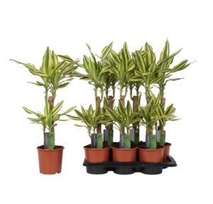 Драцена Yellow Коаст 30-10 17см