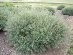 Ива пурпурная Нана с3 (Никитенко)