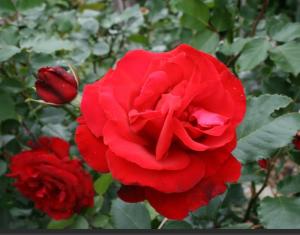 Роза плетистая Сантана v5 Lav