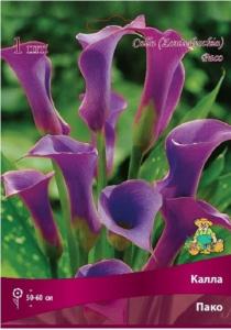 Калла Пако 1шт 14-16
