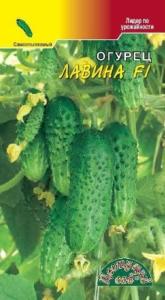 Огурец ЛавинаF1 самоопыл.Цвет.Сад Огурец ЛавинаF1 самоопыл.Цвет.Сад