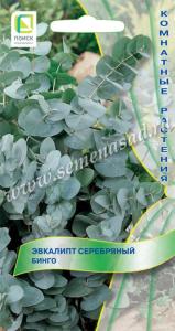 Эвкалипт Бинго серебряный 5шт Комн 100см (Поиск)