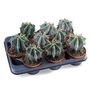 Астрофитум Орнатум С10,5 Н15