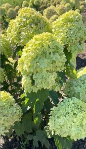 Гортензия метельчатая Литл Лайм с3 (Никитенко)