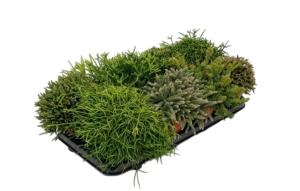 Рипсалис Микс 12см