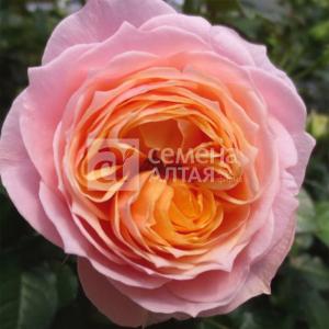 Роза Вувузелла 1шт чайно-гибридная (Сем Алт)