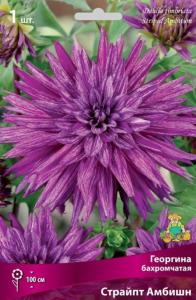Георгина Страйпт Амбишн 1шт.