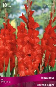 Гладиолус крупноцветковый Виктор Борге 10шт (цветок красный, 10/12, h110см)