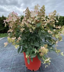 Скриншот 13-12-2024 145415