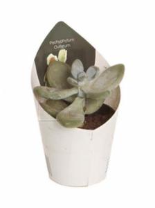 Пахифитум Белый, кор. (D-7)