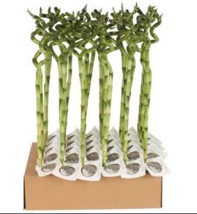 Драцена Лаки бамбук спиральный С5 Н60