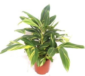 Альпиния церумбет Вариегата D27 Н90