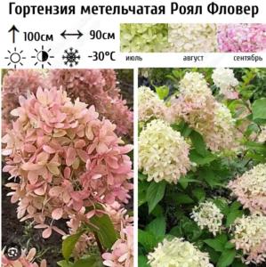 Гортензия метельчатая Роял Фловер С45 ГлХ