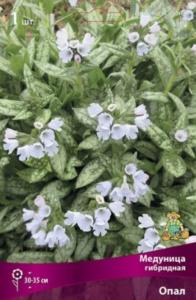 Медуница гибридная Опал 1шт (цветки голубые, 30см)