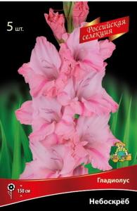 Гладиолус крупноцветковый Небоскрёб 5шт (пурпурный окрас, 12-+)