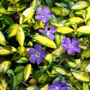 Барвинок малый 