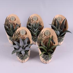 Мангава микс  15-25 Мангава микс  15-25