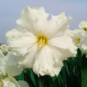 Нарцисс с Расщеплённой коронкой Колбланк 12-14-К 5шт