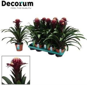 Гусмания Франческа (этикет) 13см Гусмания Франческа (этикет) 13см