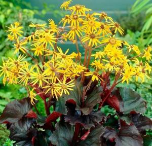 Бузульник зубчатый Othello, С3