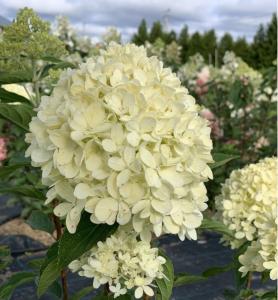 Гортензия метельчатая  Коттон Крем С5 СП-22