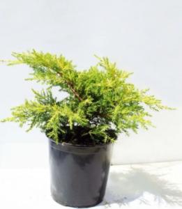 Можжевельник средний Голд Стар C5