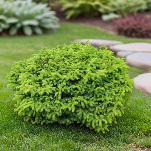 Ель обыкновенная Литл Джем C 7,5 30-40 1