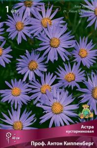 Астра кустарниковая проф. Антон Киппенберг