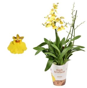 Oncidium 2st Mьnsterland Stern