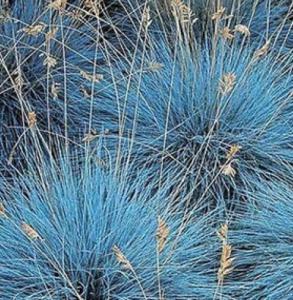 Овсяница сизая Фредди С3 (Питомник Малахит)