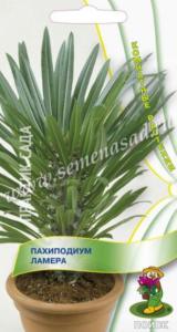 Пахиподиум Ламера 3шт Комн 100см (Поиск)