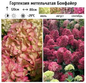 Гортензия метельчатая Бонфайер  С3 (Самарский Питомник)