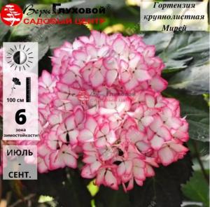 Гортензия крупнолистовая Мирей С7,5 ГлХ 