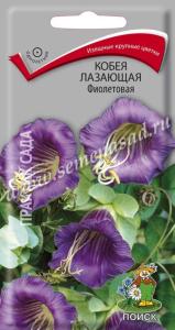 Кобея Фиолетовая, лазающая 5шт. Поиск